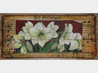 witte amaryllis